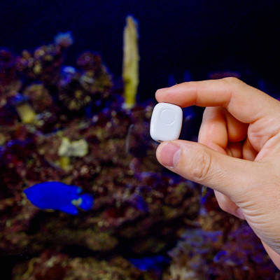 The Pill by Shelly - EAN 3800238073558